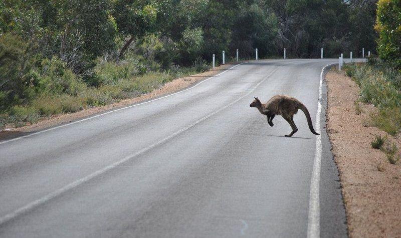 I canguri confondono i radar delle auto: Volvo corre ai ripari in Australia