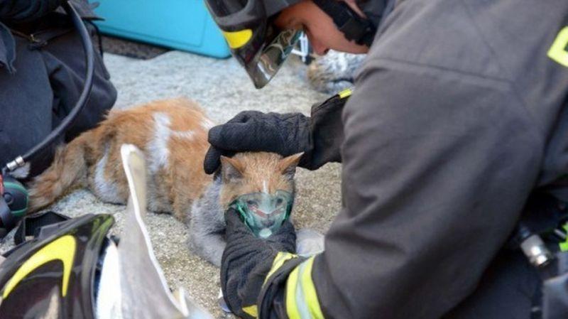 Obbligo soccorso animali: ASL senza soldi e chi investe scappa