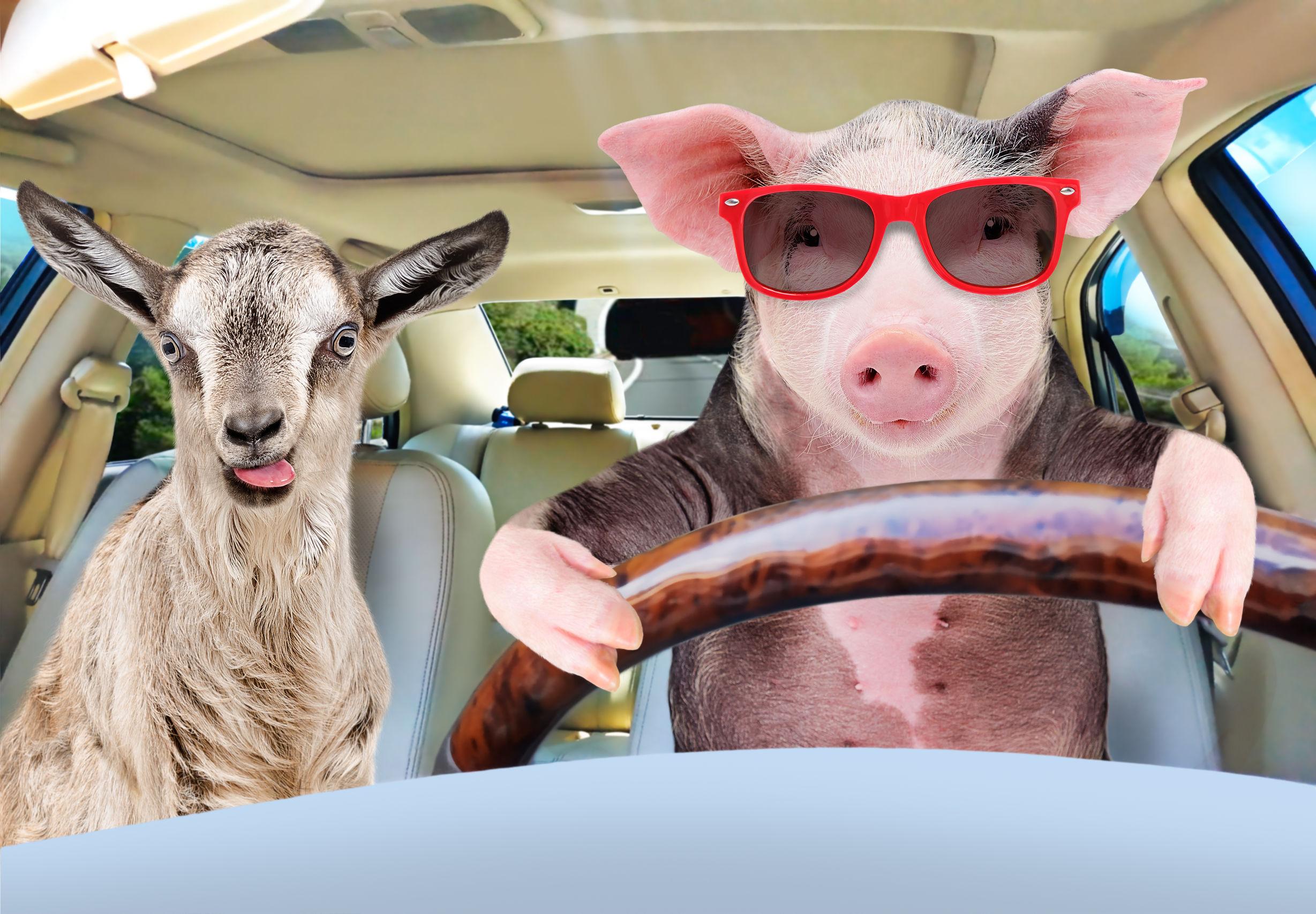 Animali esotici o da allevamento: possono viaggiare in auto?