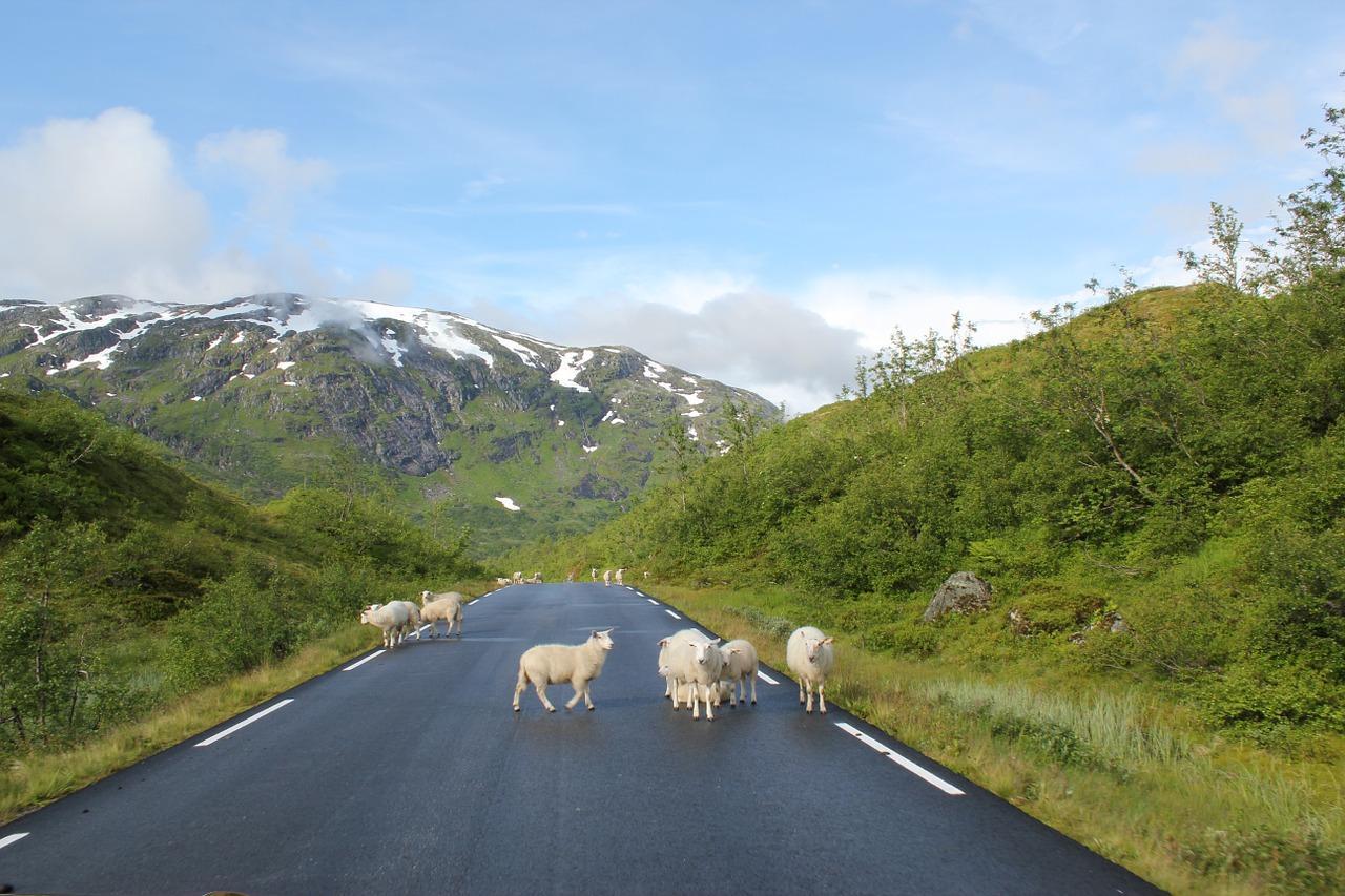 Animali in strada in Campania
