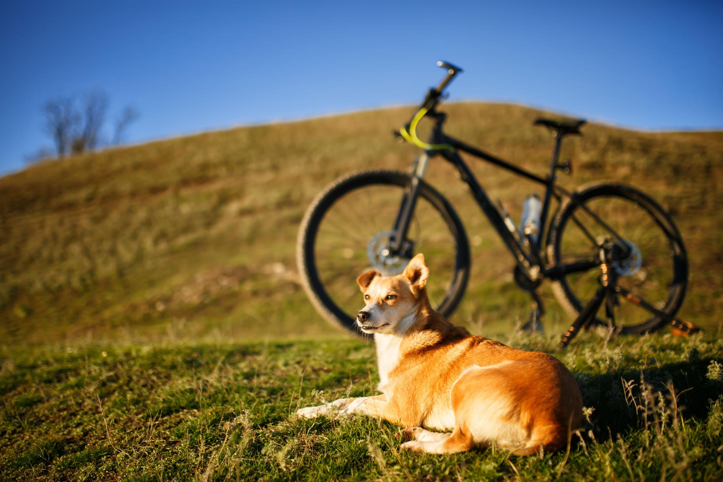 Si può andare in bici con il cane al guinzaglio?