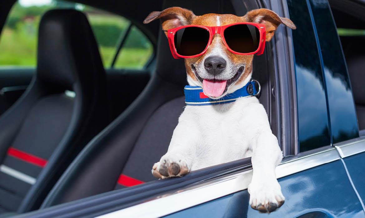 Cani ammessi sulle auto a noleggio: la campagna contro l’abbandono estivo