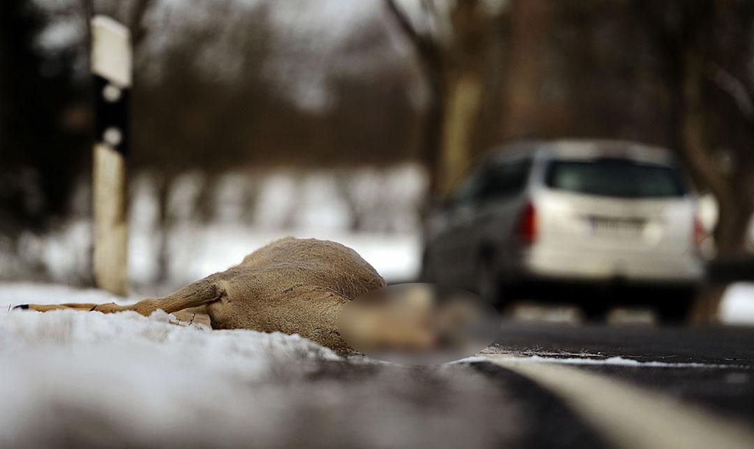 Animali selvatici in autostrada: gestore non responsabile dei danni