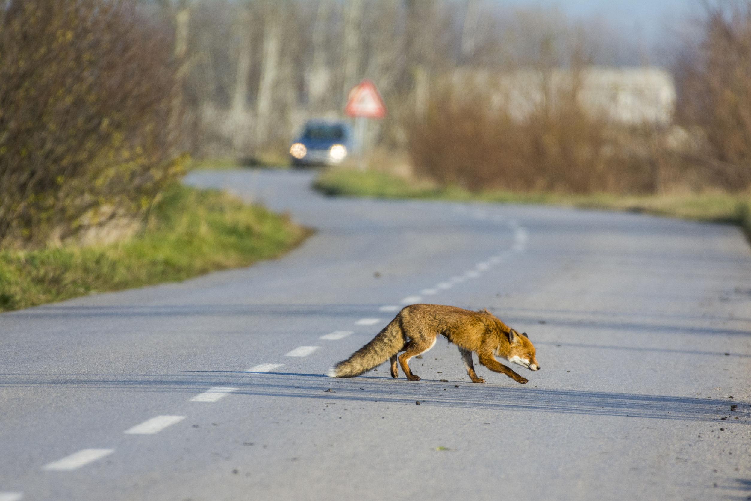 Cassazione danni auto da animali selvatici