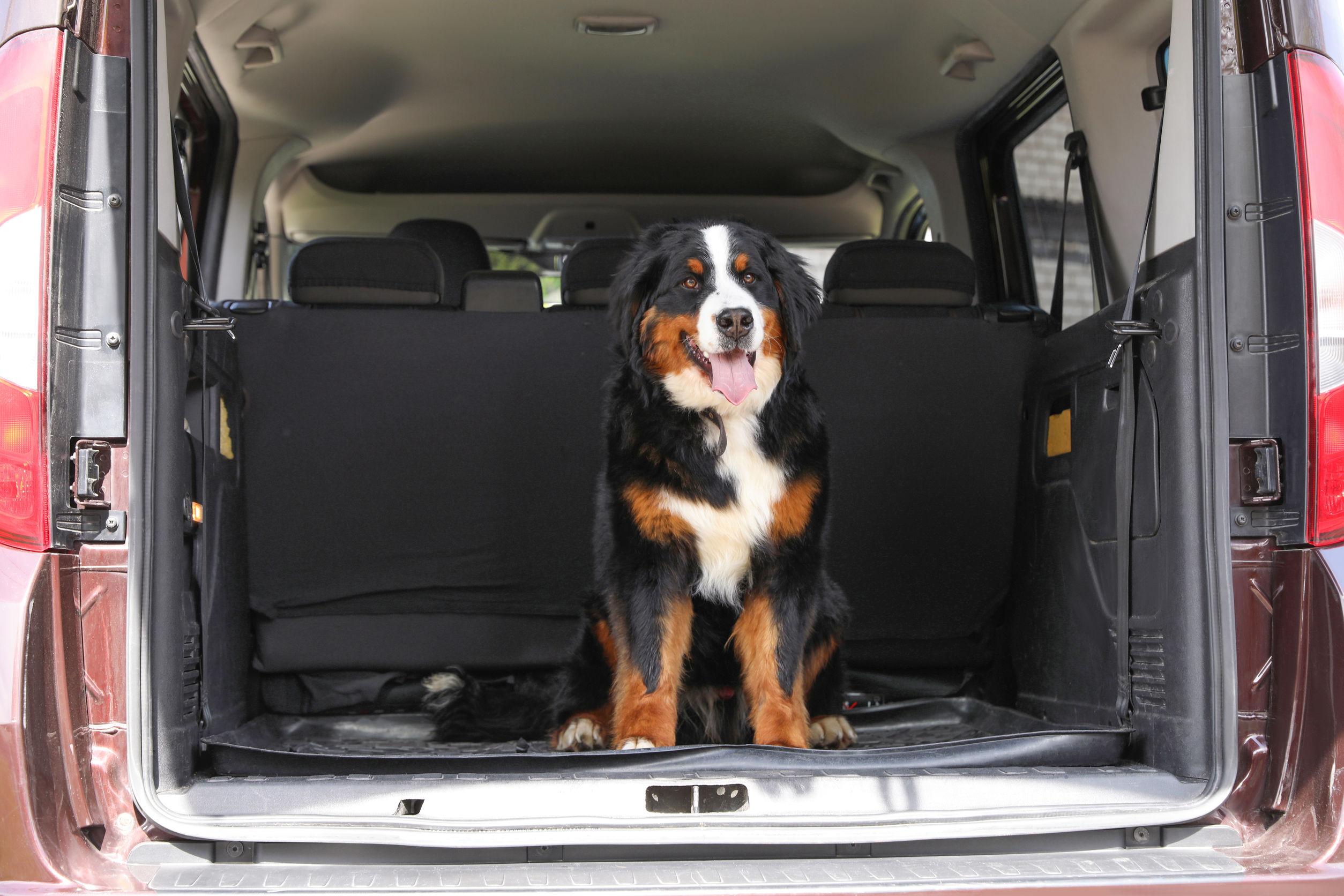 Auto per cani: i migliori modelli 2020 per trasportare animali