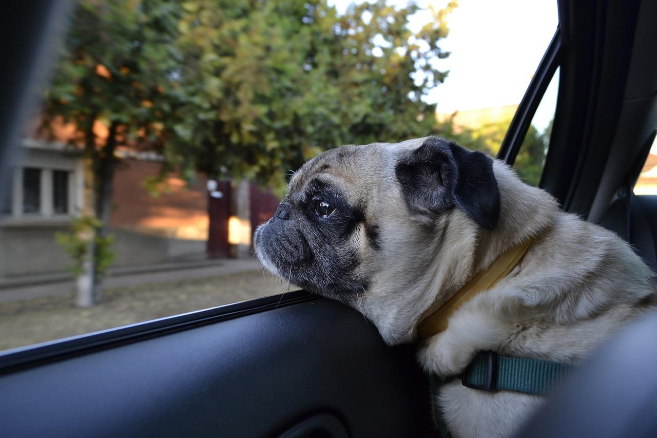 5 errori da non fare quando si viaggia con animali in auto
