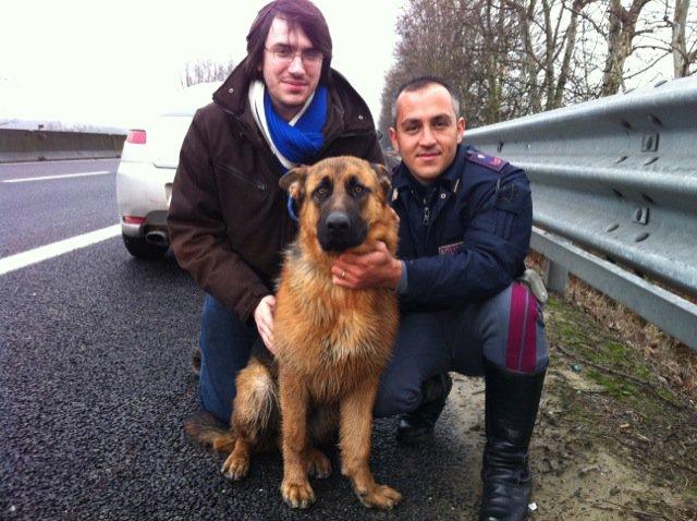 Cani in autostrada: non è sempre del gestore la colpa dell'incidente