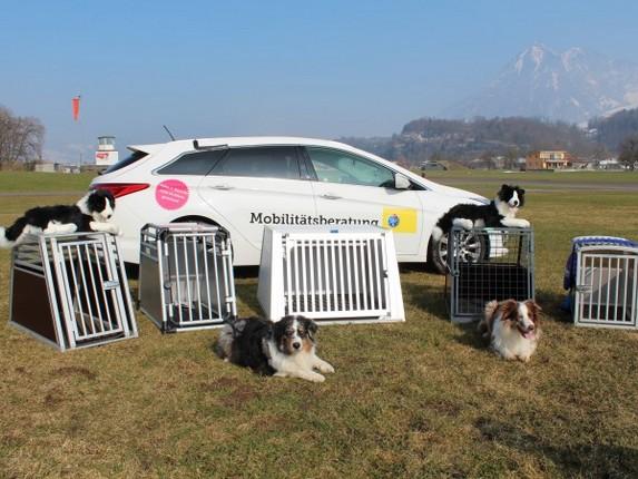 Cani in auto: il test sui box per trasportarli in sicurezza