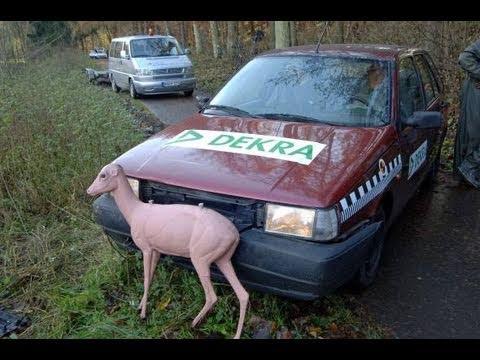 Crash test DEKRA: gli animali selvatici in montagna