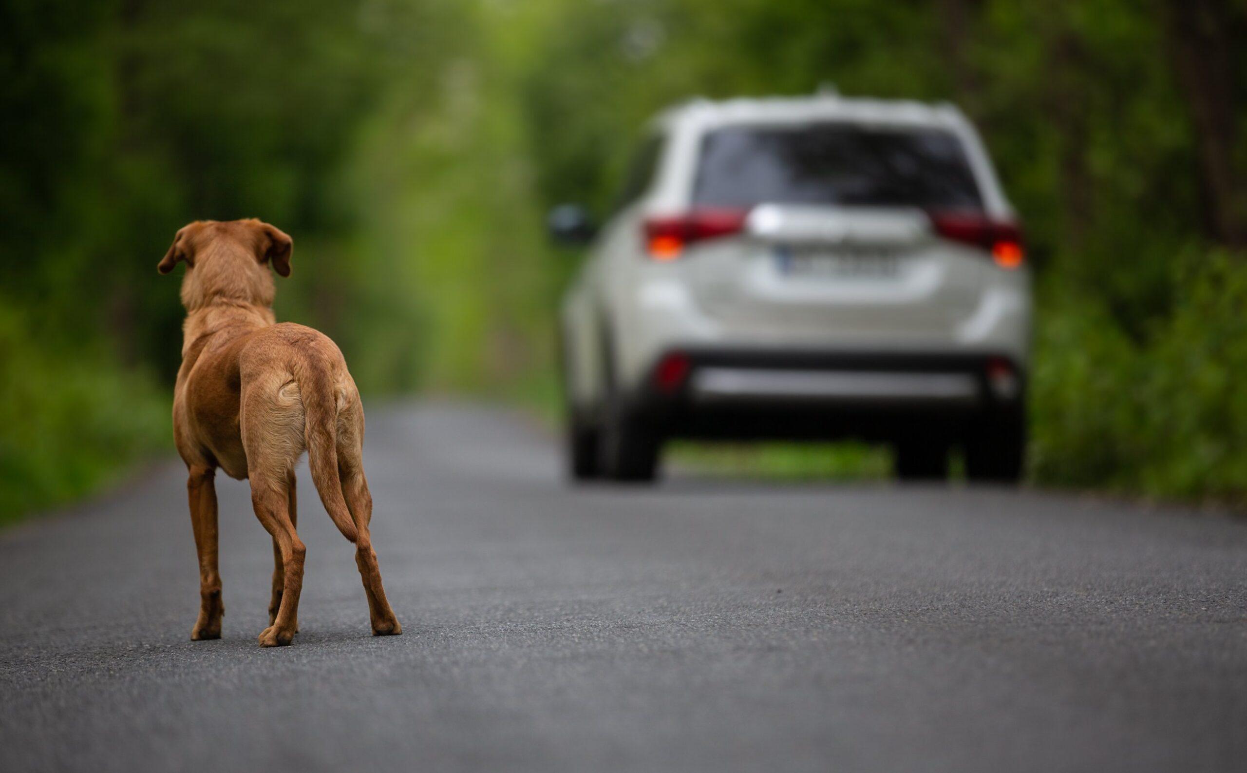 Animali abbandonati: cosa fare e chi chiamare