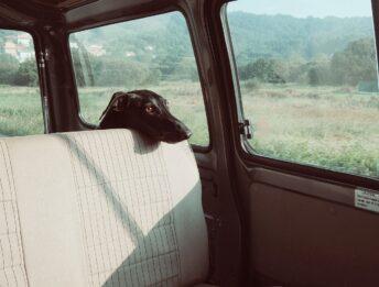 Cani chiusi in macchina sotto il sole: cosa fare e chi avvisare