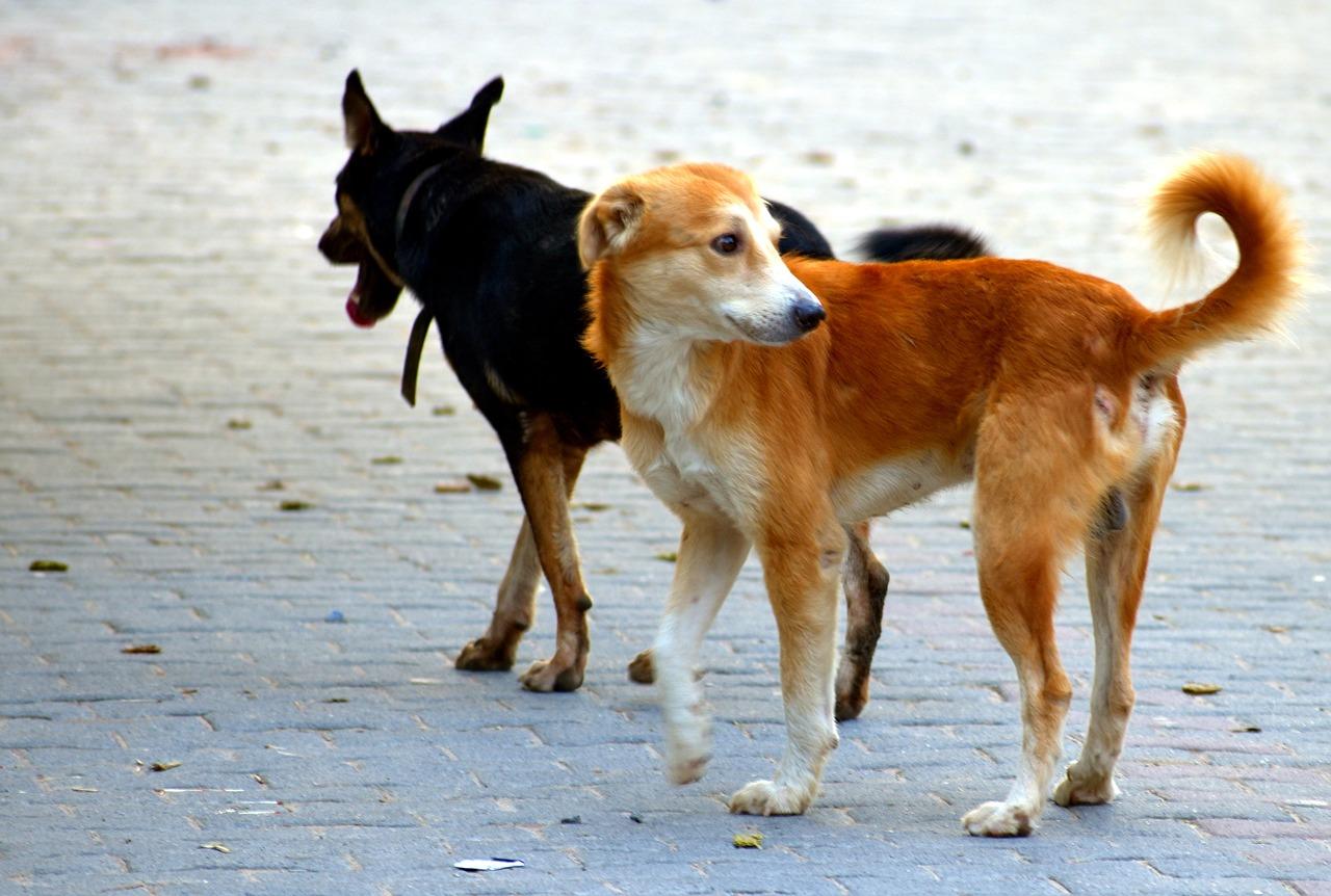 Incidente con cane randagio: chi paga il risarcimento?