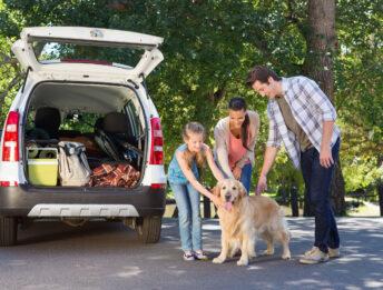 Trasporto animali domestici in auto e moto: le norme che lo regolano