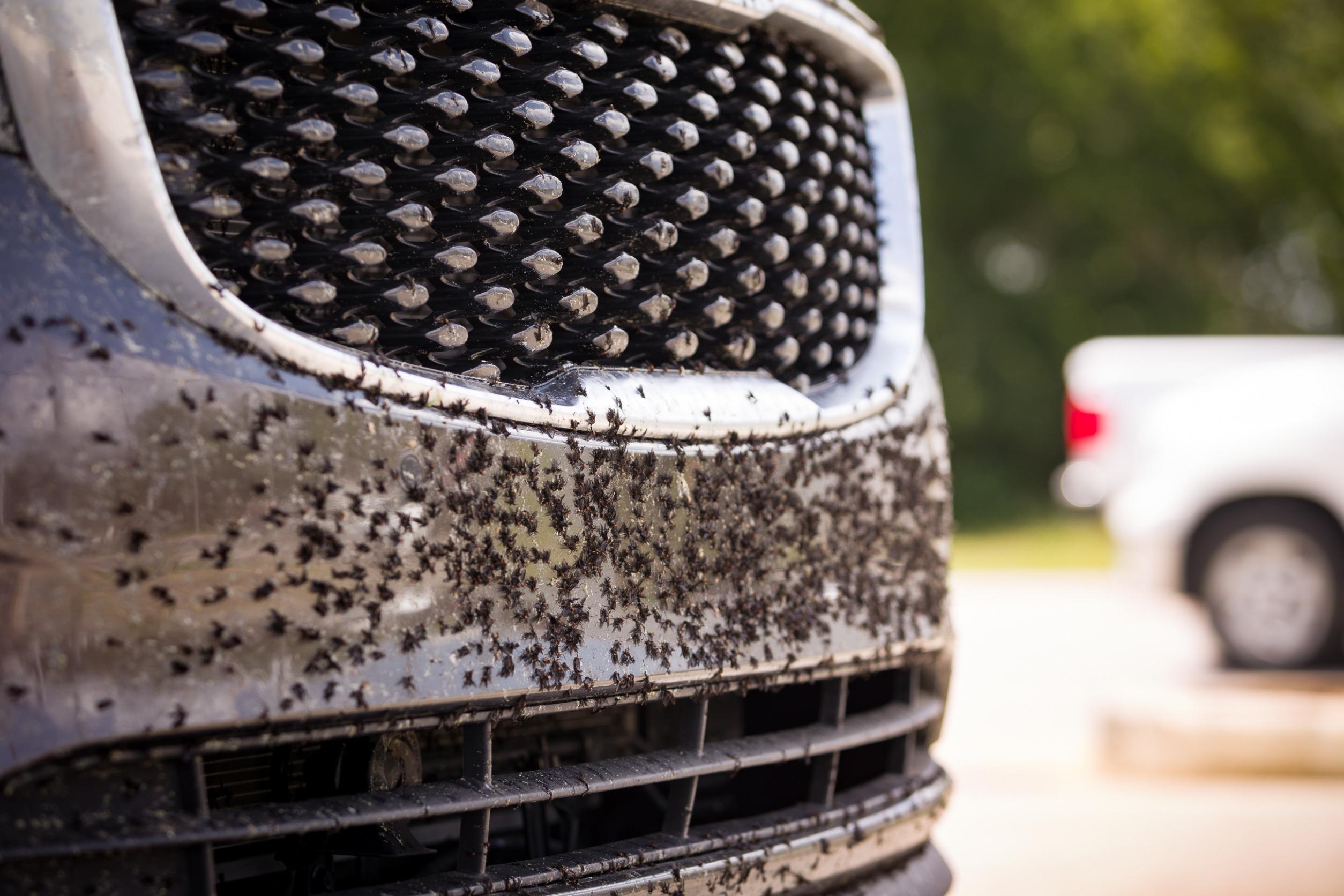 Test rimuovi insetti auto: 10 prodotti nella classifica di Autobild