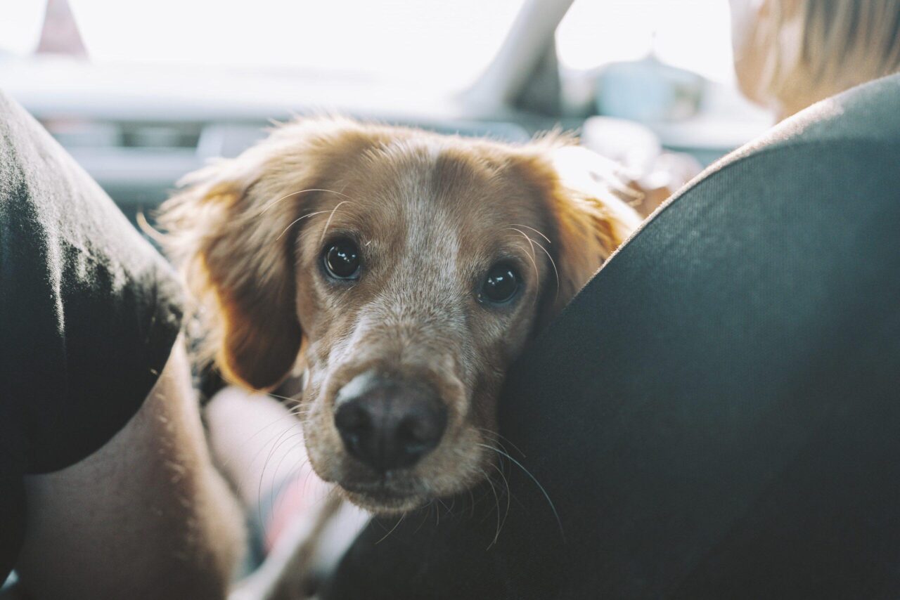 cane nell'auto
