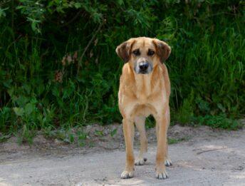 Abbandono animali: pene fino a 7 anni col nuovo CdS