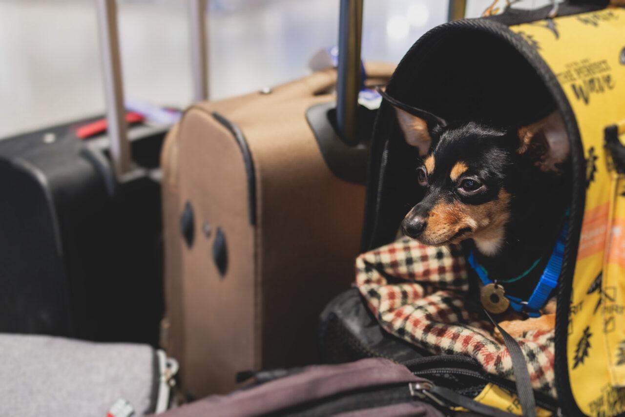 Cani e gatti in aereo: si potranno portare in cabina e non più in stiva