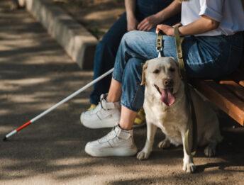 Taxi e cani guida per ciechi: cosa dice la legge?