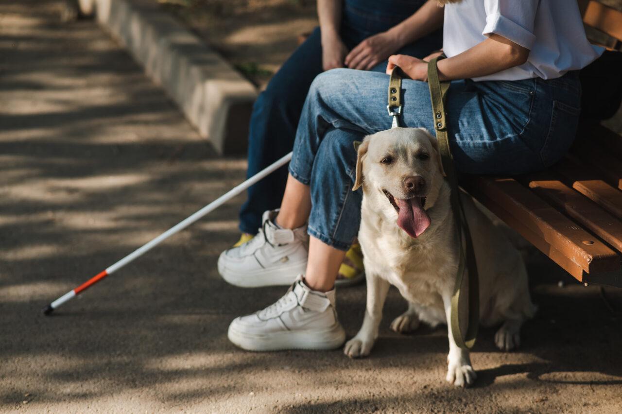 Taxi e cani guida per ciechi: cosa dice la legge?