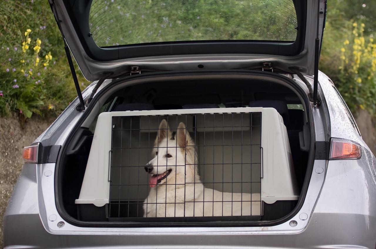 Viaggiare con cani e gatti nuove regole UE dal 22 aprile 2026, cosa cambia