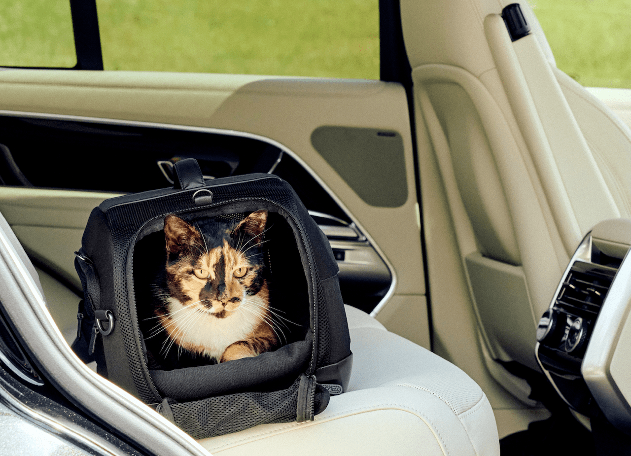 Viaggiare sereni con cane e gatto, 10 “trucchi”